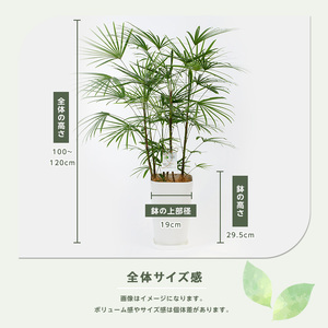【観葉植物】雲南シュロチク 100cm～120cm 前園植物園 IB002-012 観葉植物 ※北海道・沖縄・離島配送不可