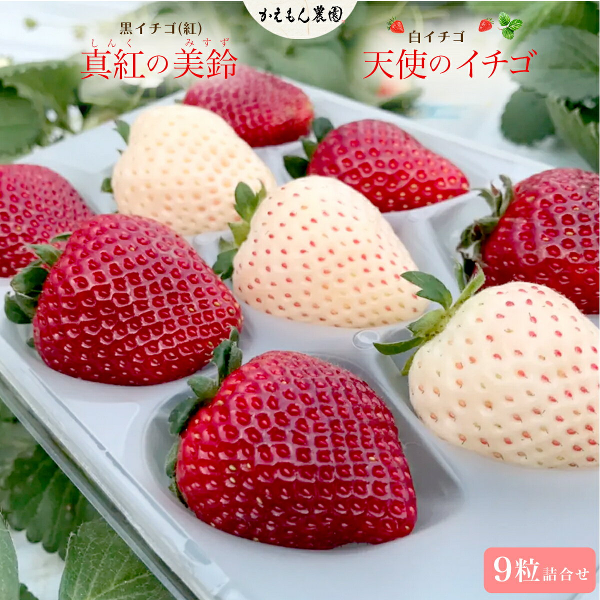 【ふるさと納税】先行予約【2025年12月中旬より順次発送】【超希少】黒イチゴ（紅）「真紅の美鈴」白イチゴ「天使のイチゴ」詰合せ いちご 苺 希少 甘い 深紅 真紅の美鈴 天使のイチゴ ギフト 黒いちご 黒イチゴ 白いちご 白イチゴ 千葉県 大網白里市 思いやり型返礼品 M007