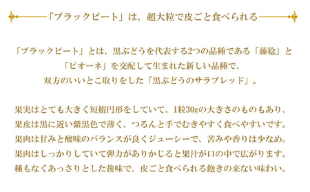 ぶどう 2024年 先行予約 ブラックビート 約700g×1房 ブドウ 葡萄  岡山県産 国産 フルーツ 果物 ギフト