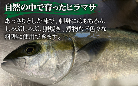 【鮮度抜群！しっかり歯ごたえが美味い！】ヒラス （ヒラマサ） アラ付き  養殖 下処理済 真空パック 刺身 ブロック（800g以上）【ひまわり】[RBK003]