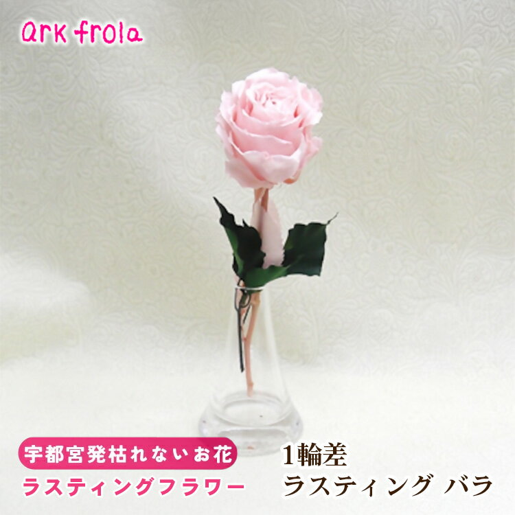 【ふるさと納税】1輪差 ラスティング バラ