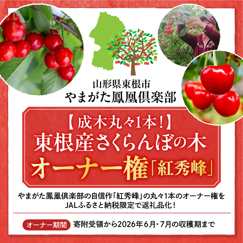 【数量限定　JAL限定】【成木丸々1本！】東根産さくらんぼの木 オーナー権「紅秀峰」 山形県 東根市 hi081-003