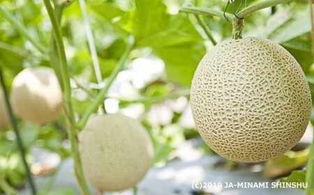 アールスメロン【2玉】＜2025年8月中旬～9月上旬発送予定＞　メロン 青肉 果物 フルーツ 期間限定 数量限定