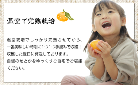 AD-AB1 ＜訳あり＞農林水産大臣賞受賞農園！ふるやさんちの温室せとか(約5kg・20～24玉※サイズ混合)【ふるやさんちのみかん園】