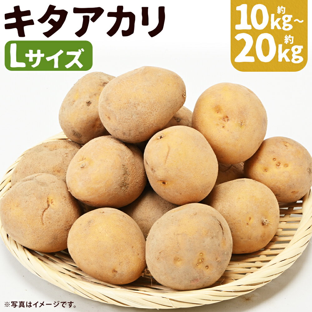 【ふるさと納税】じゃがいも キタアカリ 約10kg/約20kg 選べる内容量 Lサイズ 芋 野菜 京極町産 北海道産 国産 送料無料【2025年9月下旬～12月下旬に順次発送予定】