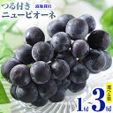 【ふるさと納税】 岡山県産 選べる つる付きニューピオーネ 2房 580g以上3房 580g以上 1房 680g以上 露地栽培 葡萄 果物 厳選出荷 スイーツ フルーツ デザート 岡山県矢掛町《9月上旬-10月末頃に出荷予定(土日祝除く)》 種なしぶどう 【配送不可地域あり】