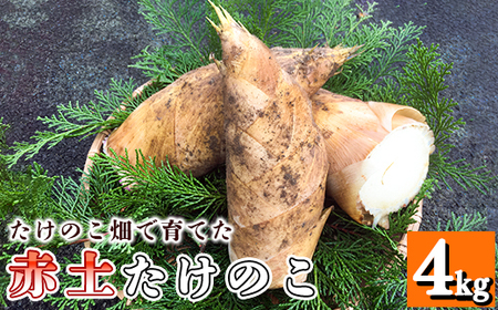 【先行受付】たけのこ畑で育てた赤土たけのこ 4kg予約 《3月下旬-4月末頃出荷》熊本県 南関町産 春 筍