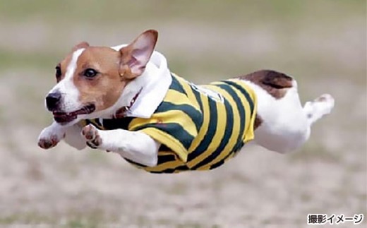 Bコース　飛行犬撮影カレンダーセット