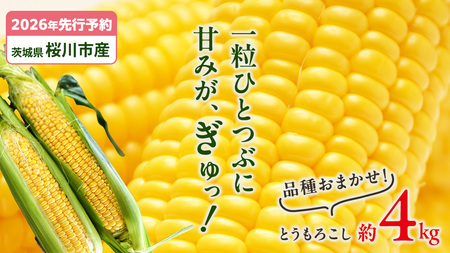 【2026年先行予約】桜川市産 とうもろこし 品種おまかせ 約4kg ( 11～13本 )[FJ001sa]	