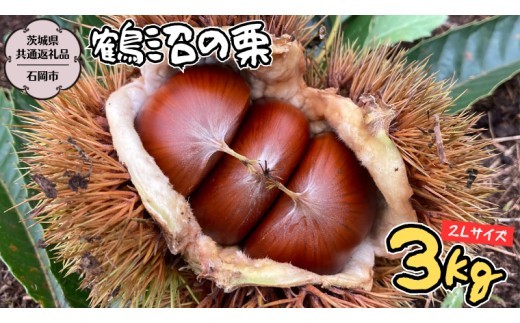 
                  鶴沼 の 栗 3kg (茨城県共通返礼品／石岡市) 和栗 国産栗 くり 栗 生栗 先行予約 2026年9月上旬発送開始 オーガニック肥料 果じゅまる園 [DQ003sa]
                