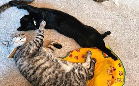保護猫カフェひがな猫 1時間無料券 2枚 ／ チケット 券 利用券 カフェ利用券 体験チケット 猫カフェ ネコカフェ ねこカフェ 保護猫 保護猫カフェ 1時間 無料 高知県 香美市