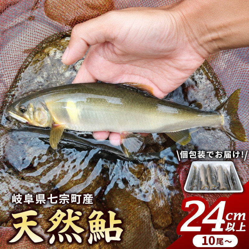 【ふるさと納税】※岐阜県産天然鮎七宗町産(24cm以上) ※2026年7月中旬より順次発送予定 ◇