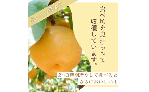 D031-2026 【家庭用】果汁たっぷりの極上梨「あきづき・3kg」（2026年産）