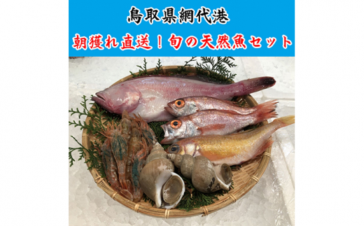鳥取網代港 朝獲れ直送！旬の天然魚セット【さかなや新鮮組】｜鳥取 岩美 海産物【21007】