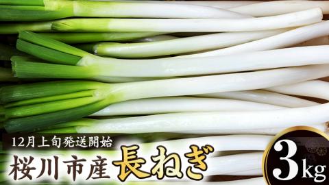 【2024年12月上旬発送開始】桜川市産 長ねぎ 約3kg ねぎ ネギ 野菜 鍋 [EH001sa]