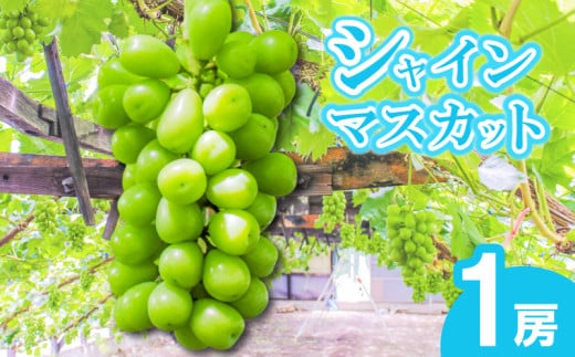 【早期予約】朝採りシャインマスカット 1房(約700g) 名峰讃岐富士育ち 煌めきの果実 マスカット シャインマスカット ぶどう 葡萄 ブドウ フルーツ 果物 くだもの 果実 フルーツ 旬 旬の果物 デザート スイーツ おやつ ゼリー ジュース 人気果物 人気フルーツ ランキング 香川 丸亀