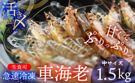 【久米総合開発】活き〆急速冷凍 久米島ブランド車海老 中サイズ 1.5kg 海の幸 海鮮 車えび クルマエビ くるまえび 高級 食材 生食 刺身 鮮度抜群 プリプリ 甘み 旨味 ギフト グルメ お祝い 贈答品 贈り物 お歳暮 お中元