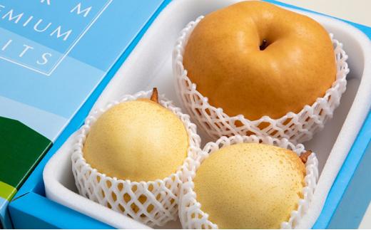 梨 2024年 先行予約 備前横綱梨（あたご梨） 超大玉1玉 1.3kg～1.4kg・備前乙女梨（鴨梨） 1～2玉 詰合せ 合計2.0kg以上 贈答箱 岡山県産 フルーツ ギフト 石原果樹園 [No.