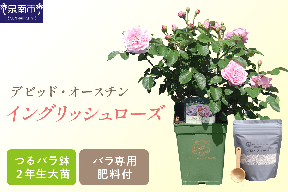 
【 イングリッシュローズ 】 デビッド・オースチン つるバラ鉢苗 （ バラ専用肥料付 ）【025D-004】
