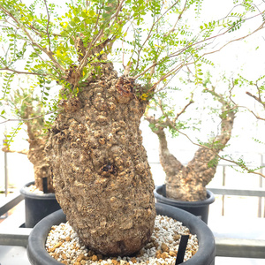 オペルクリカリア・パキプス「塊根植物の王様」(発根管理済) Z10｜観葉植物 コーデックス 盆栽 鉢植え インテリア ハコネコ [0596]