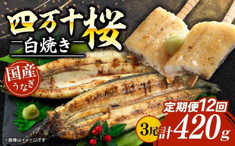 
            【通常用】【12回定期便】極上国産うなぎ四万十桜 白焼き約140g✕3尾 | うなぎ 鰻 ウナギ 白焼き 定期便 国産 四万十鰻 ウナギ 蒲焼き 調理済み タレ付き 頒布会 ギフト（お歳暮/お正月）高級 お取り寄せ グルメ 食べ比べ 冷凍
          
