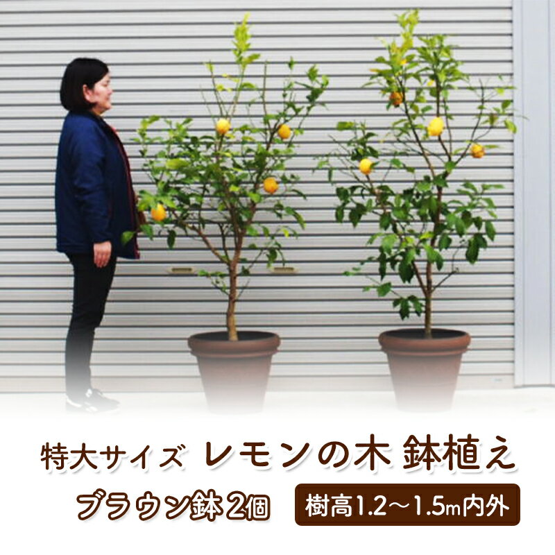 【ふるさと納税】苗木 レモン 特大サイズ レモンの木 鉢植え ブラウン鉢 2個 植物 ガーデン ※配送不可:北海道、沖縄、離島　朝倉市