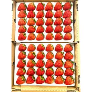 【すえひろファーム　いちご園】夏秋いちご　サマーリリカル（長野県限定生産）1箱（30～36粒）×2　| 限定 苺 イチゴ ストロベリー 果物 フルーツ  北アルプス 雪解け水 長野 信州
