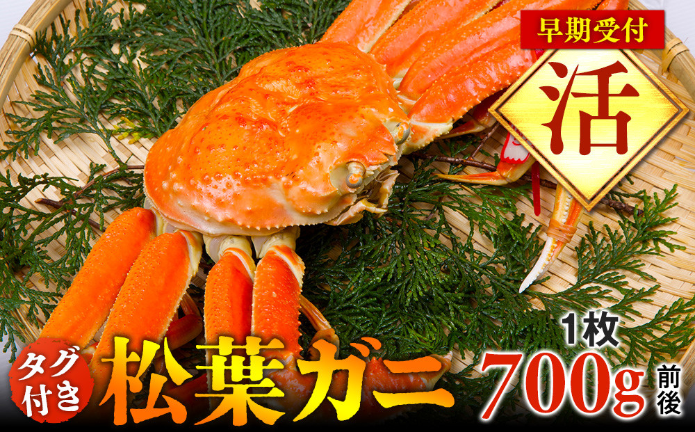 【早期受付】【活】タグ付き松葉ガニ　中1枚（700g前後）《かに カニ 蟹 ズワイガニ 》※着日指定不可※2025年11月上旬頃から順次発送予定