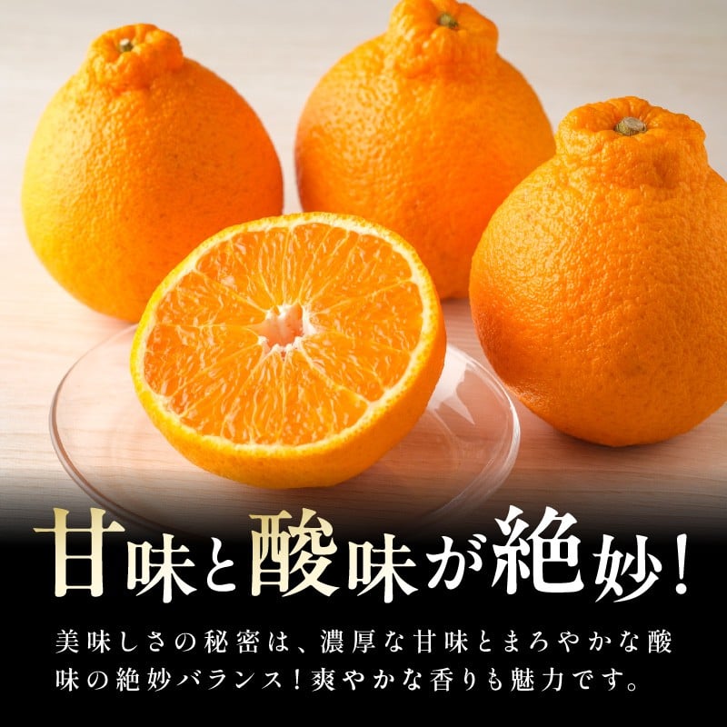 【2026年発送 先行予約品】