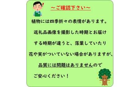 ＜産地直送＞元気なタマリュウ(7.5pot)170本セット[約4.25平方メートル]
