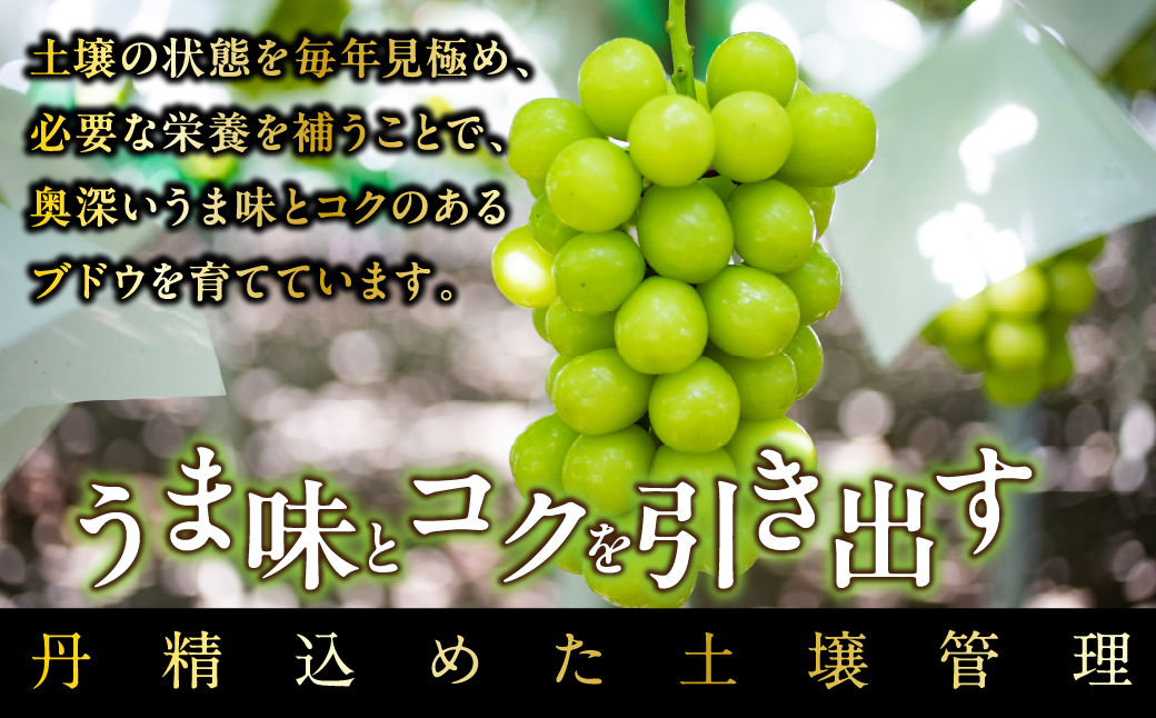 ＜2026年発送先行予約＞山梨県産早期出荷シャインマスカット １．7ｋｇ以上／箱　３～４房入 ALPAK011