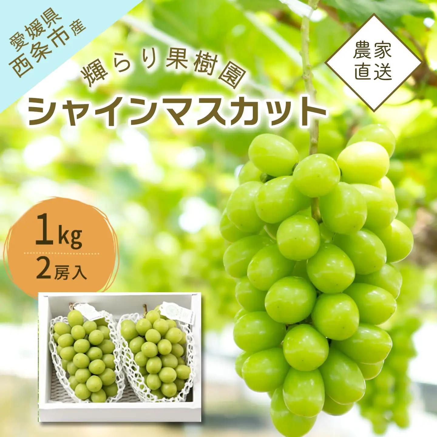 シャインマスカット 1kg（2房）完熟シャインマスカット【9月発送】