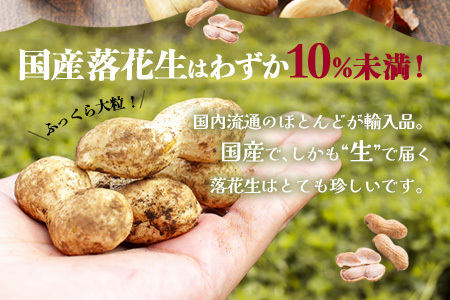【先行予約・2025年9月下旬より順次発送】国産 塩茹で落花生 300 g × 1 パック 