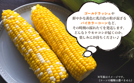 朝採れスイートコーン 4.5kg (12～15本) - 野菜 とうもろこし とうきび トウキビ BBQ キャンプ 旬 おやつ 特産品 数量限定 季節限定 期間限定 sg-0006