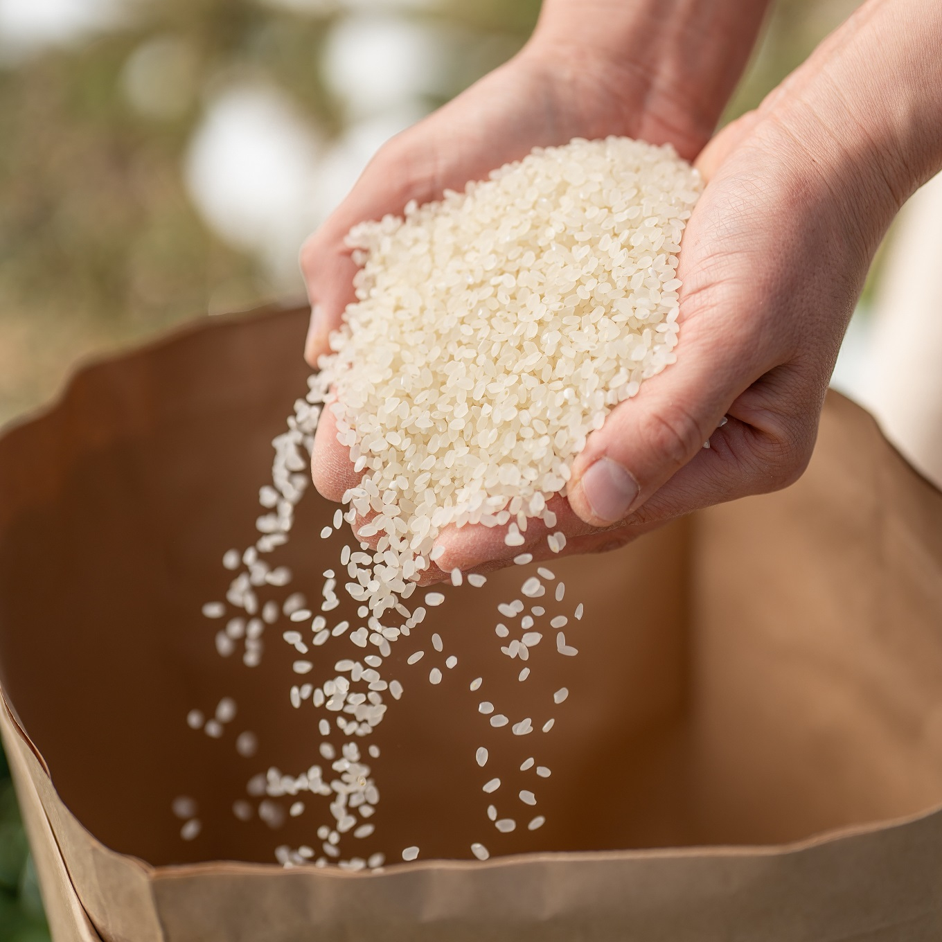 
            四万十川源流域の清らかな水で育った四万十川水系　しまがわ産米
          