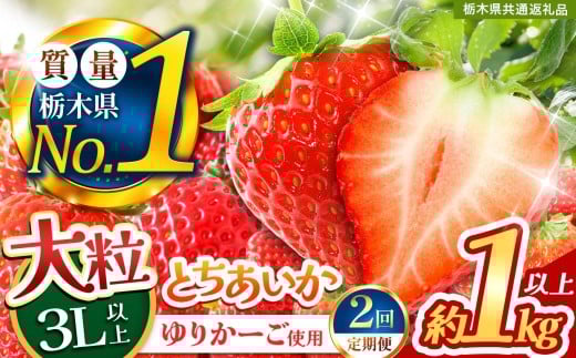 【定期便2回】とちあいか 3L以上ホール詰め | いちご とちあいか 大粒 新鮮 甘い 数量 限定 美味しい 果物 共通返礼品 フルーツ デザート 栃木県 送料無料