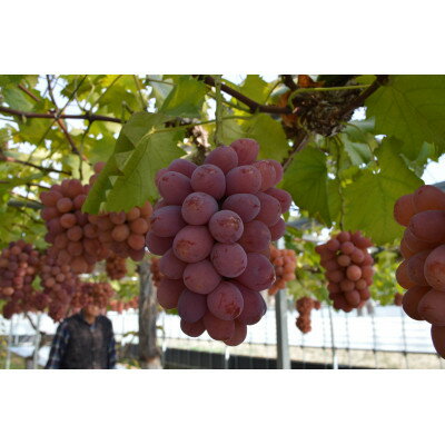 【ふるさと納税】ぶどう 2025年 先行予約 紫苑 2～3房 約1.2kg 岡山県産【配送不可地域：離島】【1657482】