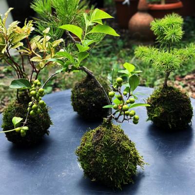 ふるさと納税 酒田市 【3ヵ月毎定期便】苔玉と和BONSAIの定期便 「苔ボン4」全4回 |  | 02