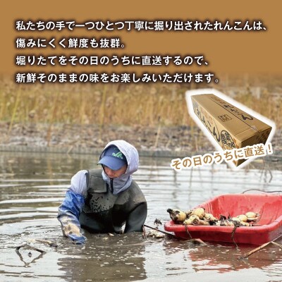 【鮮度抜群!茨城県かすみがうら市産】シャキシャキ蓮根 霞ヶ浦れんこん4kg 産地厳選【配送不可地域：離島】【1667482】