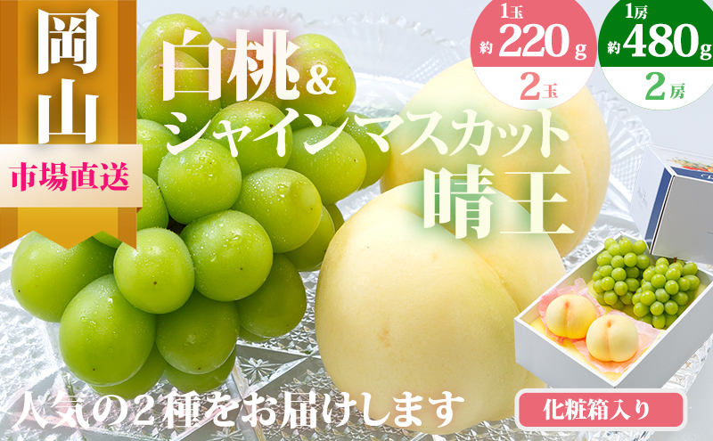 桃 ぶどう 2025年 先行予約 果物 詰合せ 白桃 2玉（1玉220g以上）シャインマスカット 晴王 2房（1房480g以上）化粧箱入り もも 葡萄 岡山県産 国産 フルーツ 果物 ギフト