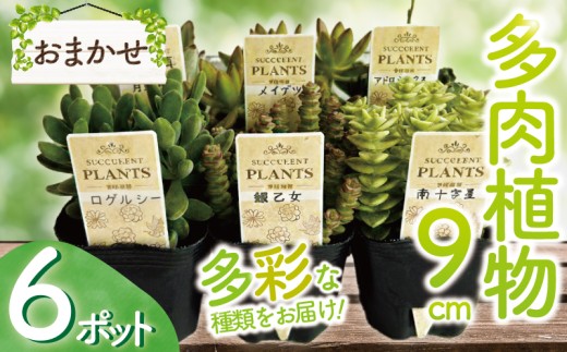 多肉植物 9センチ おまかせ 6個セット 多肉 季節 植物 たにく しょくぶつ ショクブツ タニク 多種類 グリーン インテリア 自然 DIY  乙女心 群月花  月兎耳 アロマティカス ルビーネックレス ブロンズ姫 斑入りベビーサンローズ 観葉植物 渡辺花園 神奈川 湘南 藤沢