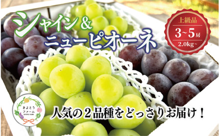 シャインマスカット＆ニューピオーネ 3-5房/計2.0kg～ (岡山県産) 【KF-B070-03】
