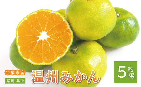 先行予約 みかん 尾崎 早生 温州みかん 約5kg (30玉前後) 【2026年12月上旬から12月下旬頃発送予定】 