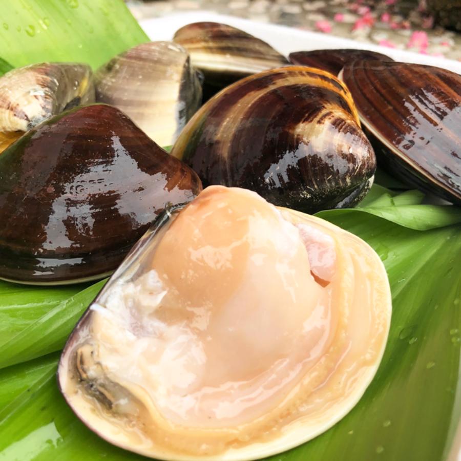 ＜岬水産＞天然「はまぐり」（中サイズ）500gx2(計1kg)