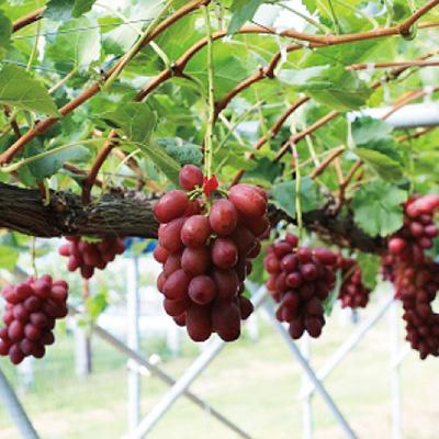 ふるさと納税 中野市 【発送月固定定期便】2026年発送 長野の果物 桃+クイーンルージュ全2回 |  | 02