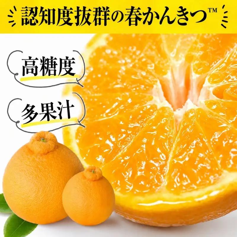 田村産「デコ」不知火[約2.8kg]湯浅町田村産春みかん(果実サイズおまかせ)/紀伊国屋文左衛門本舗　※2027年2月中旬～3月下旬頃に順次発送予定(お届け日指定不可)【kstb493B】
