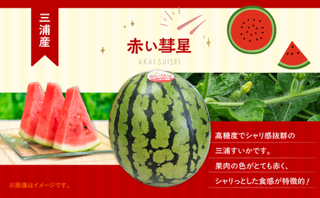 三浦 の 小玉 スイカ （ 赤い彗星 ） 1ヶ入 M080-004-03 すいか 西瓜 フルーツ 果物 果実 ジューシー 甘い 夏季 数量 期間 限定 おいしい デザート みずみずしい 国産 旬の果物