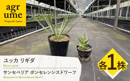 ユッカ リギダ ＆ サンセベリア ボンセレンシスドワーフ 各1株 Yucca rigida ＆ sansevieria boncellensis dwarf 長与町/アグリューム　[EAI220] 