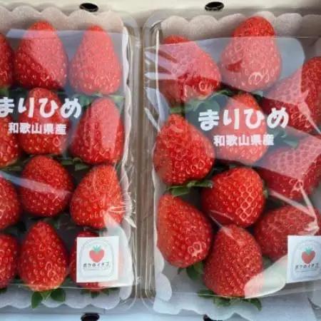 和歌山県産ブランドいちご「まりひめ」大粒系　約300g×2パック入り【配送不可地域：離島・北海道・沖縄県】【1737994】