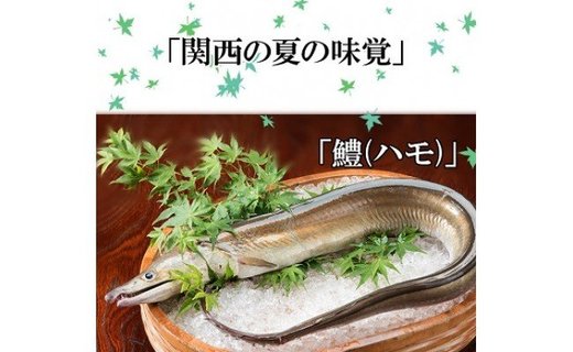 186 プレミア和歌山の辰ヶ鱧！鱧の湯引き２人前(A186-1)